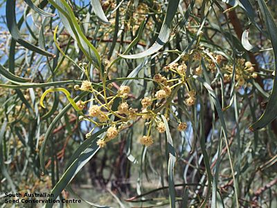 Acacia stenophylla flowers Katarapko NP (8)